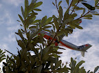 Jetstar A330-200 behind a Banksia bush