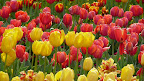 Tulips at Floriade